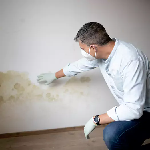 Trusted Mold Remediation and Removal Experts in Reston, VA