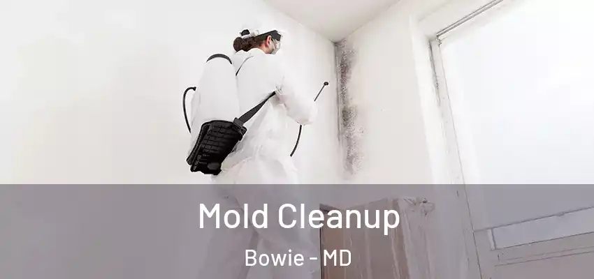  Mold Cleanup Bowie - MD