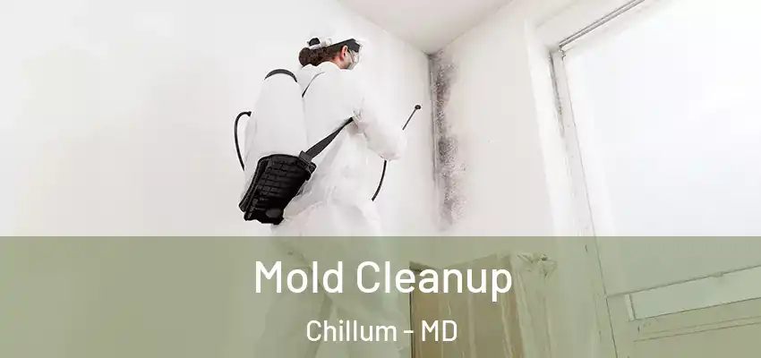 Mold Cleanup Chillum - MD