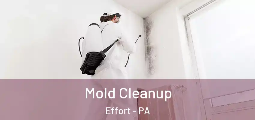 Mold Cleanup Effort - PA