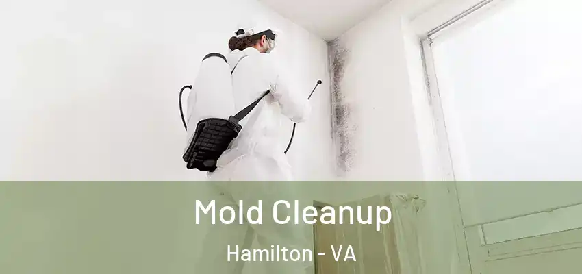 Mold Cleanup Hamilton - VA