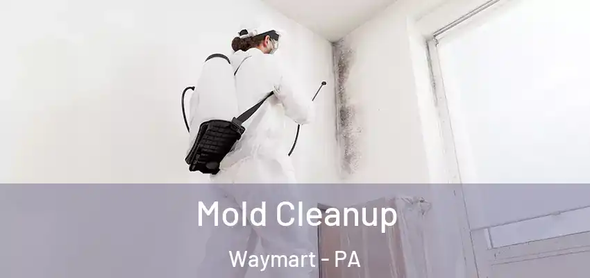 Mold Cleanup Waymart - PA