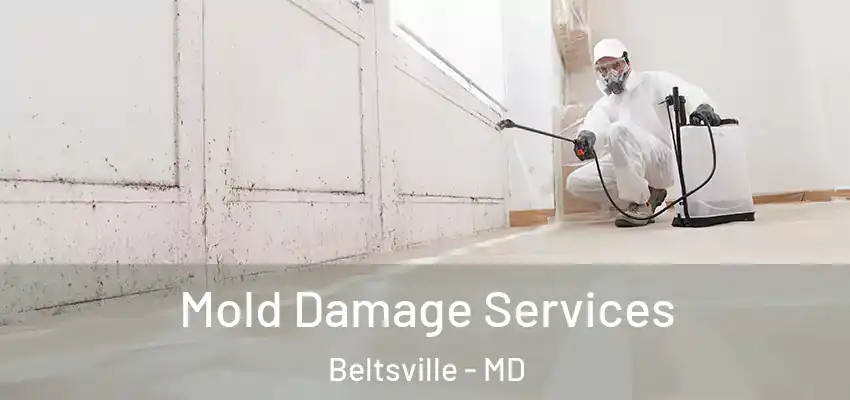 Mold Damage Services Beltsville - MD
