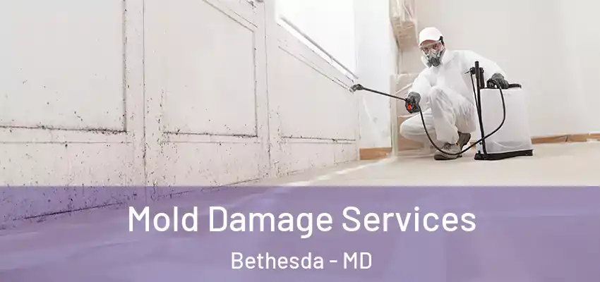 Mold Damage Services Bethesda - MD