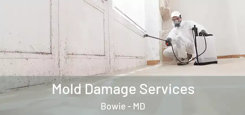  Mold Damage Services Bowie - MD