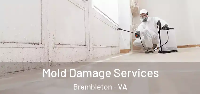  Mold Damage Services Brambleton - VA