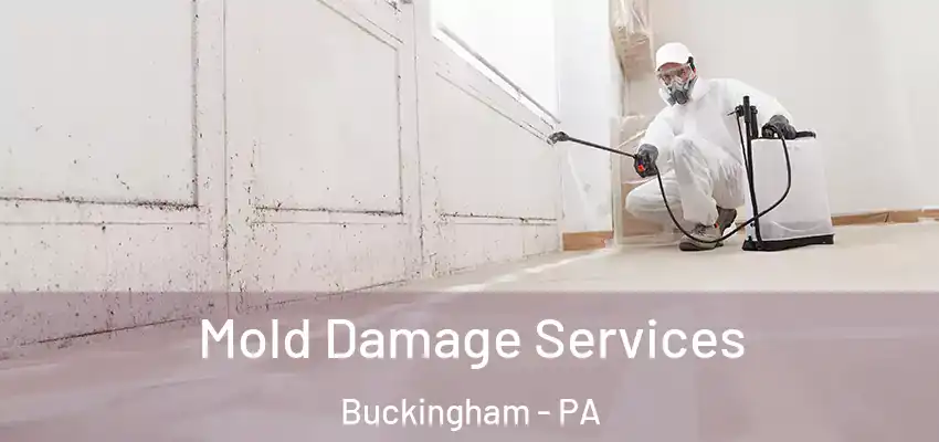  Mold Damage Services Buckingham - PA