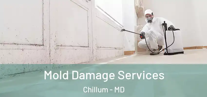  Mold Damage Services Chillum - MD