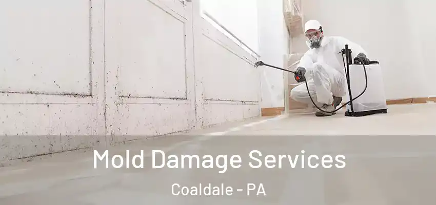  Mold Damage Services Coaldale - PA