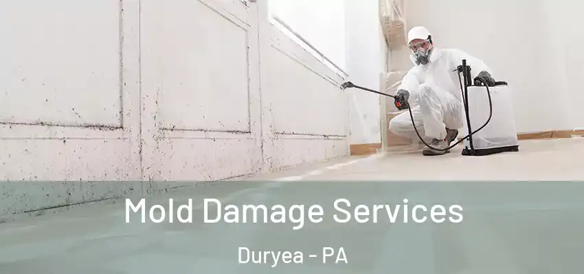 Mold Damage Services Duryea - PA