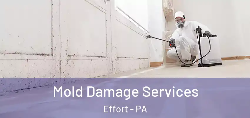 Mold Damage Services Effort - PA