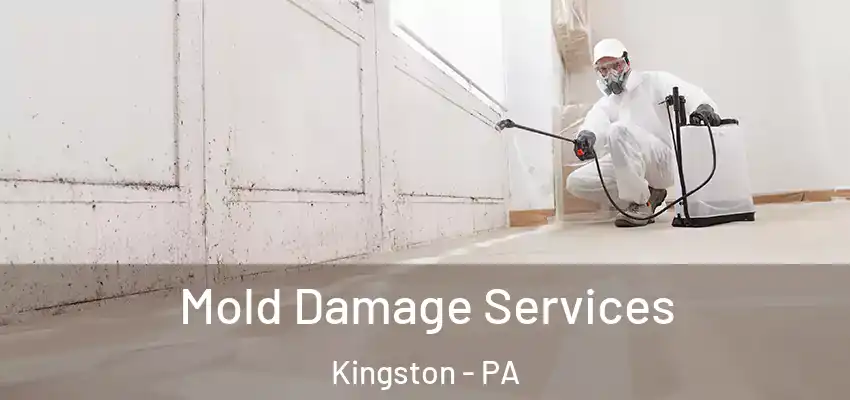  Mold Damage Services Kingston - PA