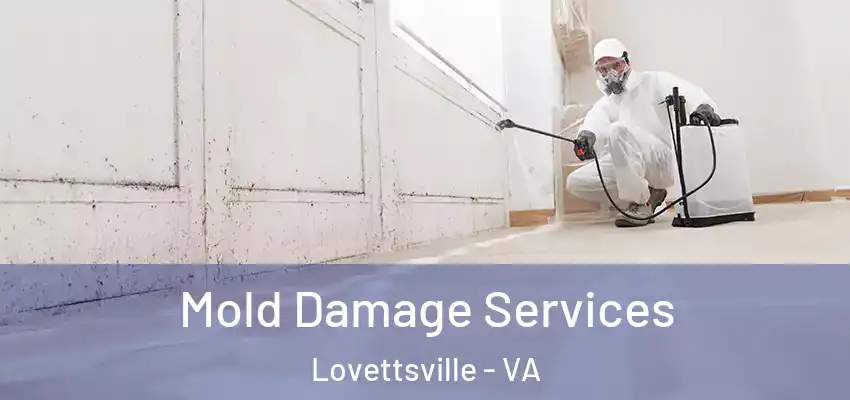  Mold Damage Services Lovettsville - VA