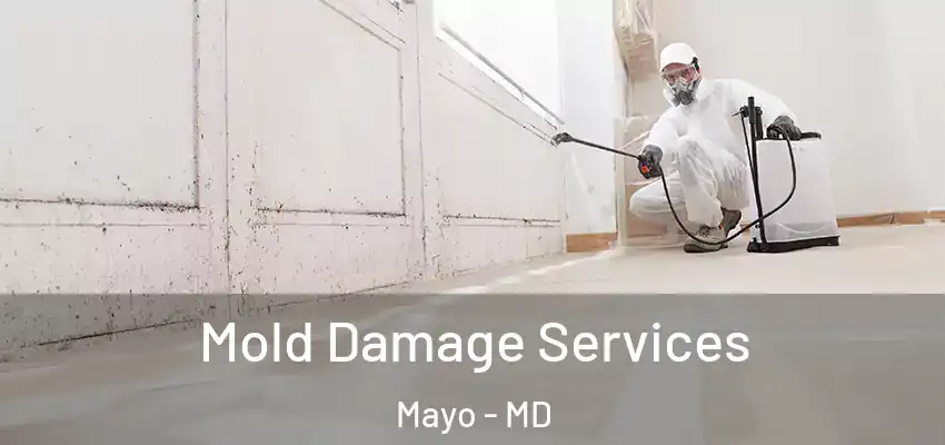  Mold Damage Services Mayo - MD