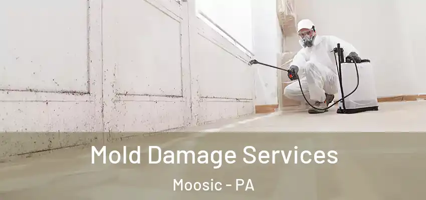  Mold Damage Services Moosic - PA