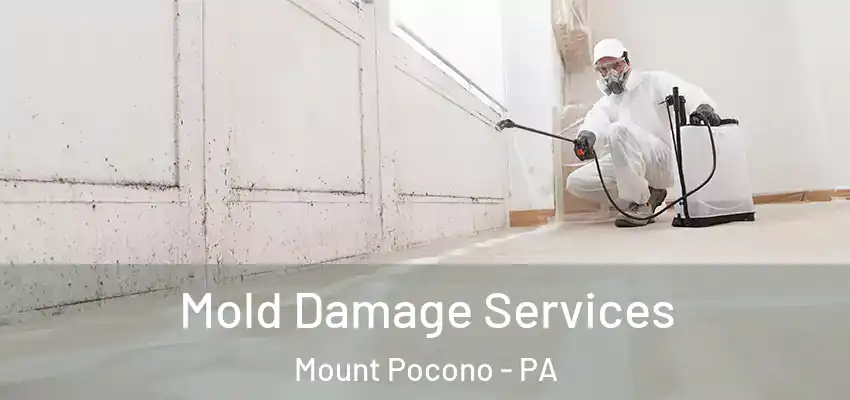 Mold Damage Services Mount Pocono - PA