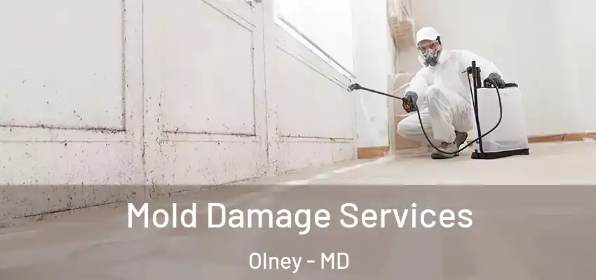  Mold Damage Services Olney - MD