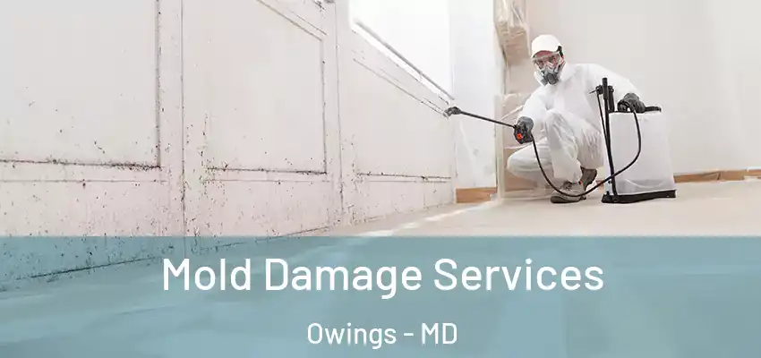 Mold Damage Services Owings - MD