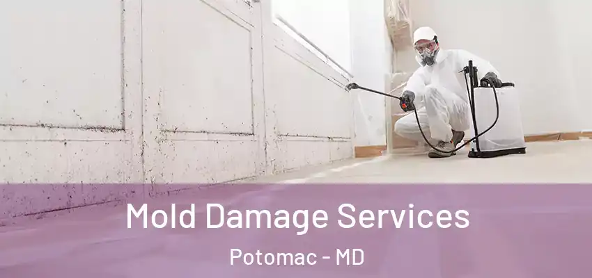  Mold Damage Services Potomac - MD