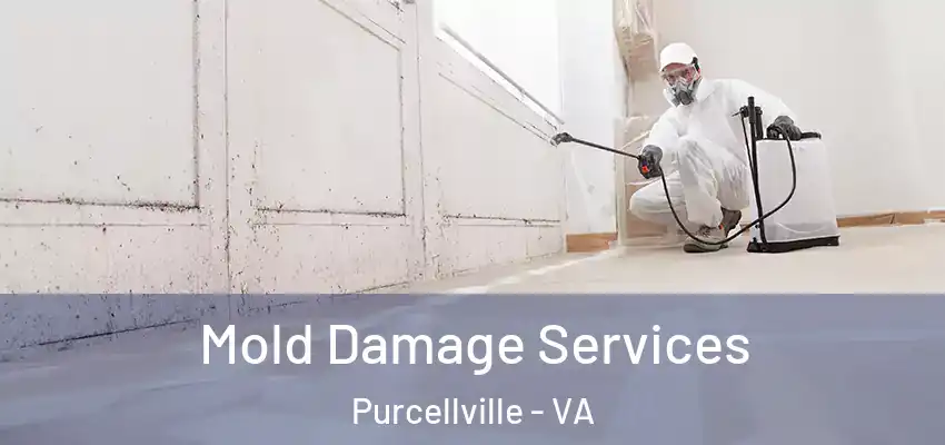  Mold Damage Services Purcellville - VA