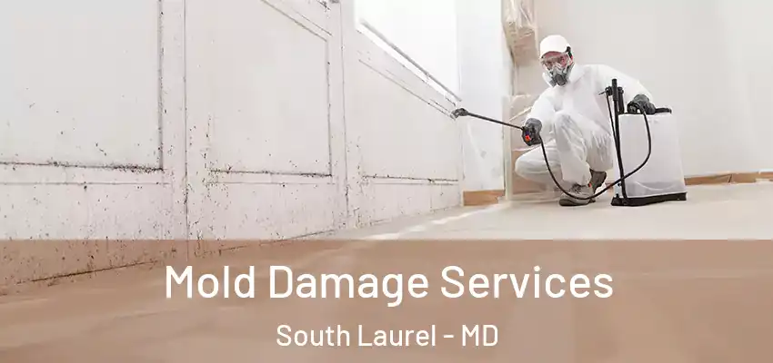 Mold Damage Services South Laurel - MD