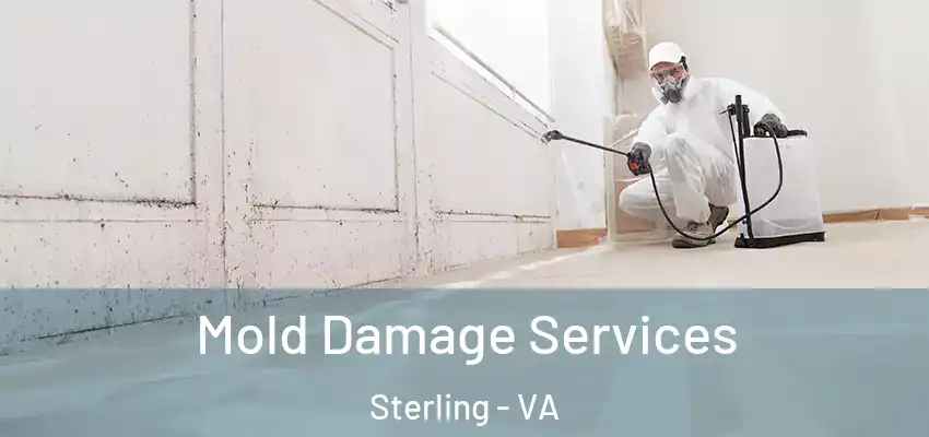  Mold Damage Services Sterling - VA