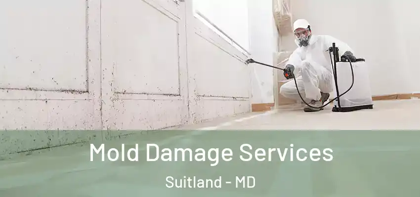  Mold Damage Services Suitland - MD
