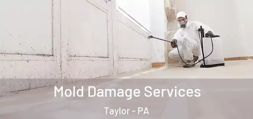 Mold Damage Services Taylor - PA