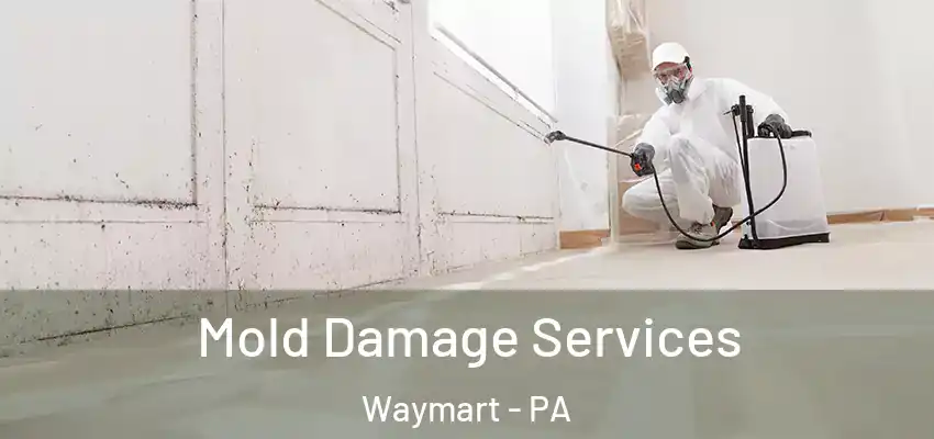 Mold Damage Services Waymart - PA