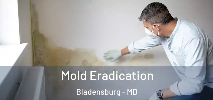 Mold Eradication Bladensburg - MD