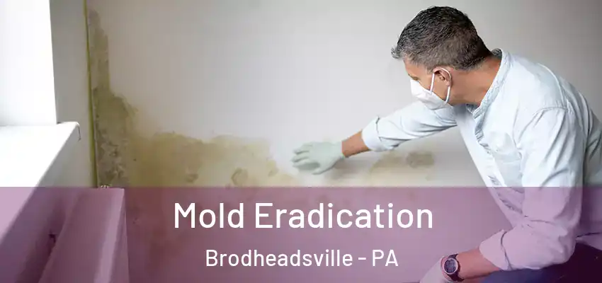 Mold Eradication Brodheadsville - PA