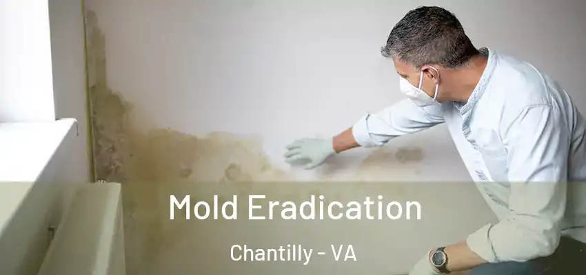 Mold Eradication Chantilly - VA