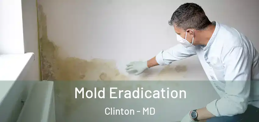  Mold Eradication Clinton - MD