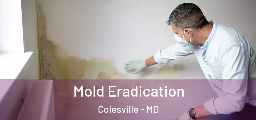  Mold Eradication Colesville - MD