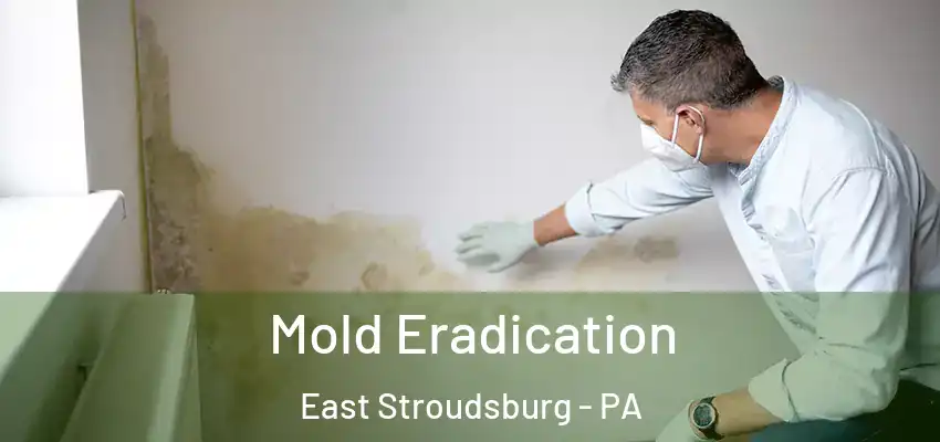 Mold Eradication East Stroudsburg - PA