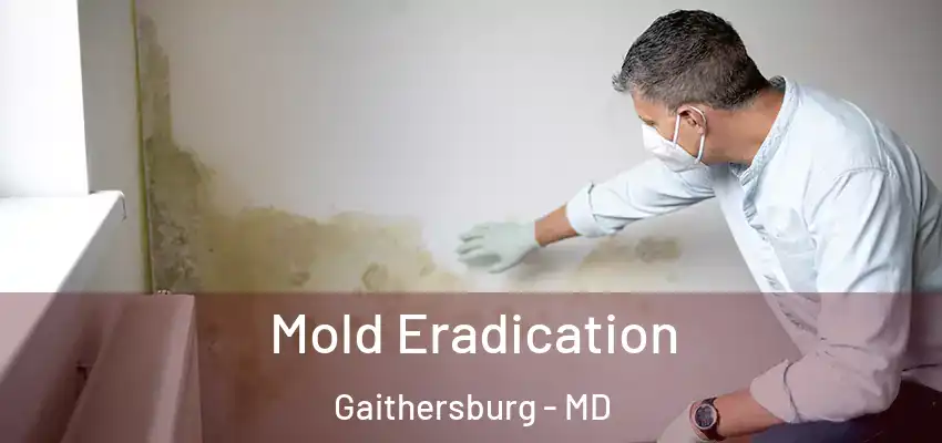 Mold Eradication Gaithersburg - MD