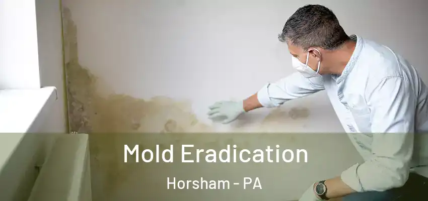  Mold Eradication Horsham - PA