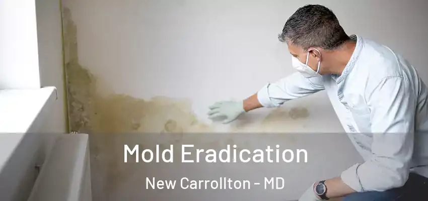Mold Eradication New Carrollton - MD