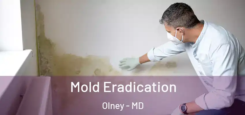  Mold Eradication Olney - MD