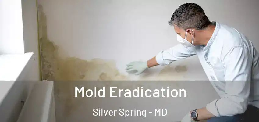  Mold Eradication Silver Spring - MD