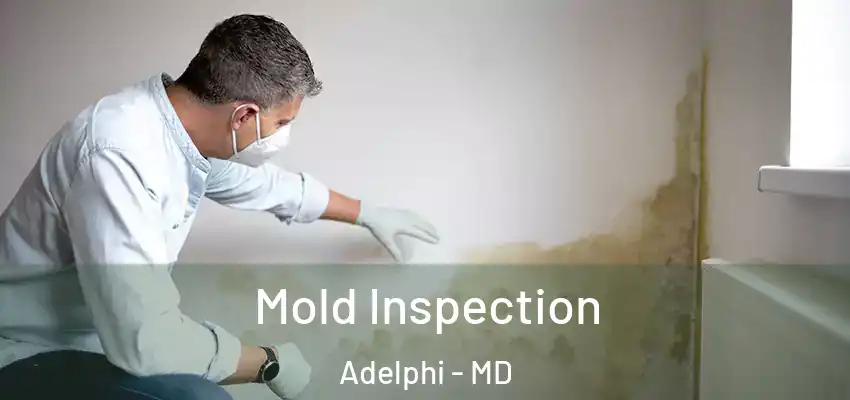 Mold Inspection Adelphi - MD