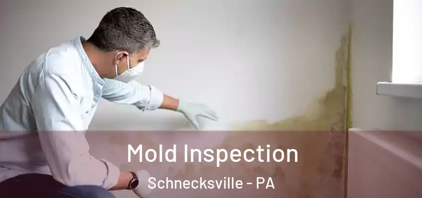 Mold Inspection Schnecksville - PA
