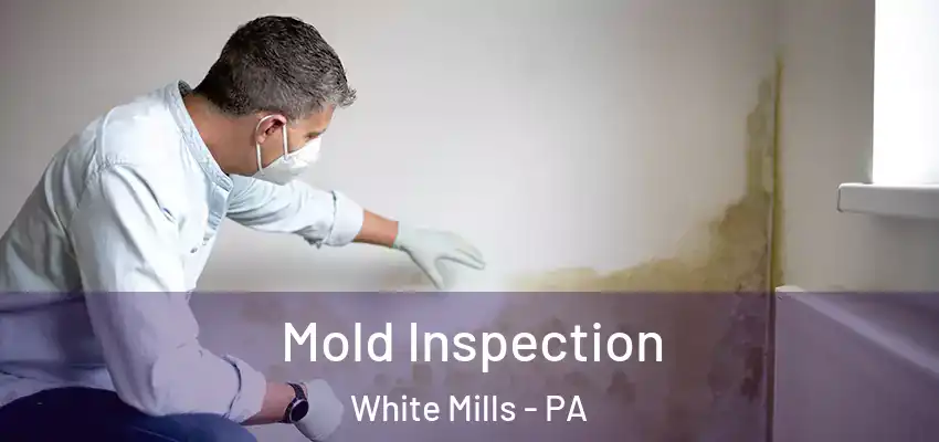 Mold Inspection White Mills - PA