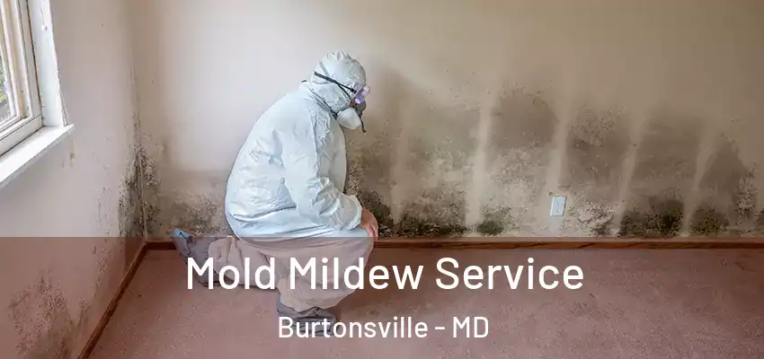  Mold Mildew Service Burtonsville - MD