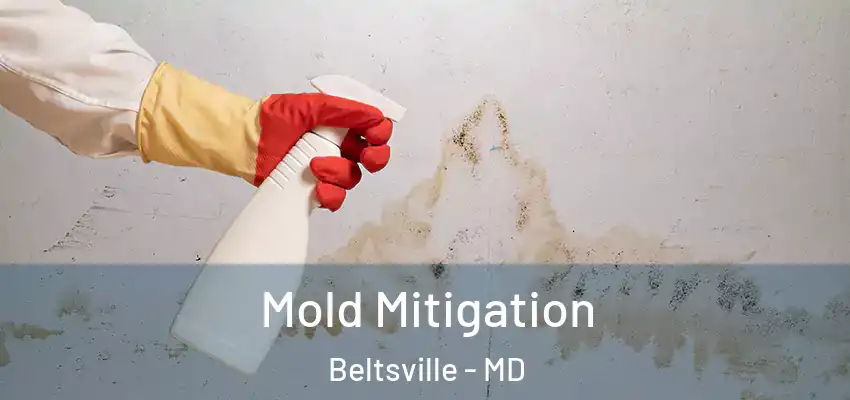  Mold Mitigation Beltsville - MD