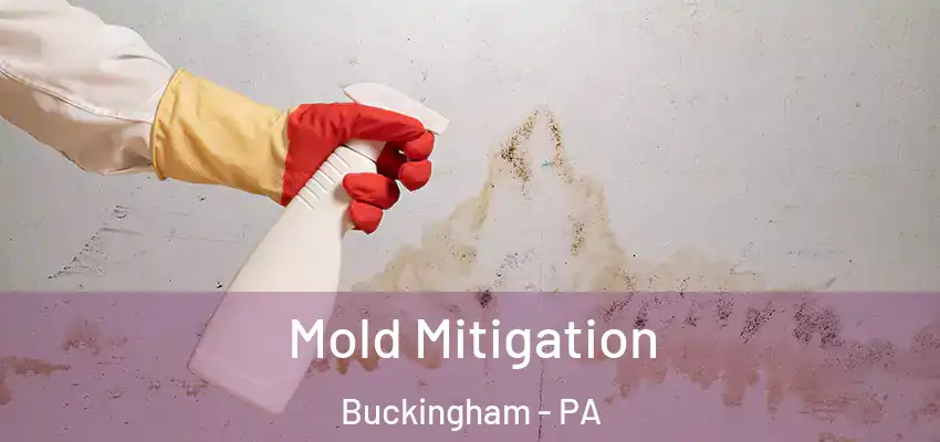  Mold Mitigation Buckingham - PA