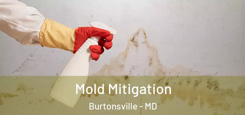 Mold Mitigation Burtonsville - MD