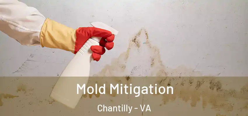Mold Mitigation Chantilly - VA