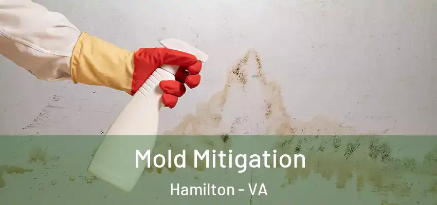  Mold Mitigation Hamilton - VA