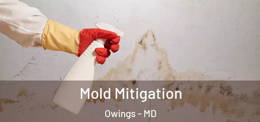  Mold Mitigation Owings - MD